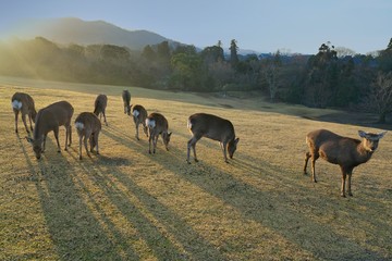 Nara,Japan-February 24, 2020: Deer at Tobihino at Nara Park in the morning
