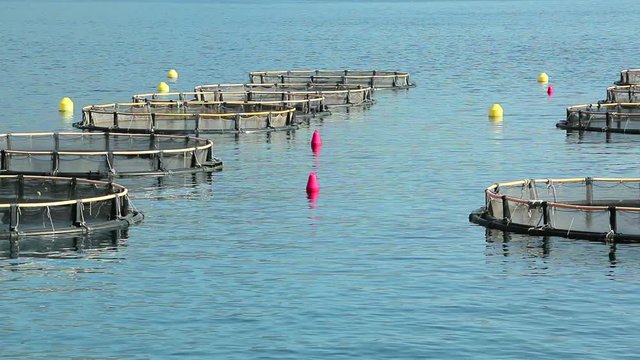 Fish farming in the sea. Farm fishing, overfishing. Industrial fish farm