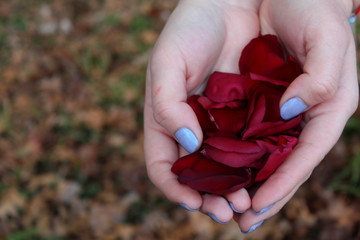 Pétalos de rosa