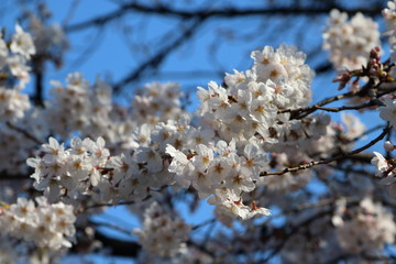 Cherry Blossom 7