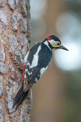 The great spotted woodpecker sitting on a pine trunk ( Dendrocopos major )