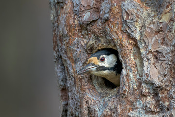 The great spotted woodpecker looking out of hollow ( Dendrocopos major )