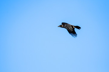Crow in flight in the blue sky