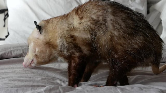 Hand possum loves to eat in bed
