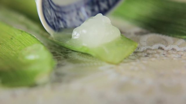 Aloe Vera gel extraction. Gei extraction from Aloe Vera plant