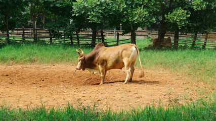 Fototapeta premium cow in field