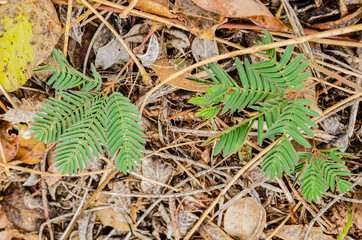 Mimosa Plant