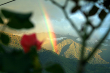 rainbow, flowers