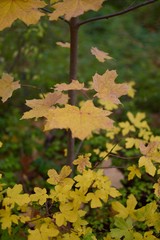 yellow an orange leaf in fall bokeh