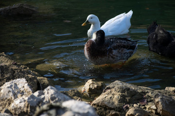 The ducks swimming on the ponds. Birds and animals in wildlife concept.