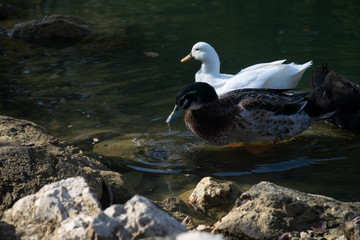 The ducks swimming on the ponds. Birds and animals in wildlife concept.