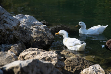 The ducks swimming on the ponds. Birds and animals in wildlife concept.