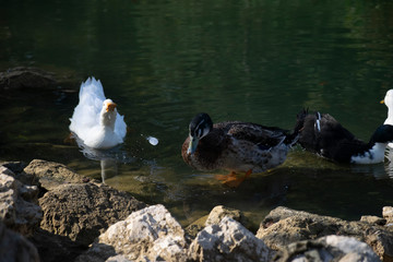 The ducks swimming on the ponds. Birds and animals in wildlife concept.