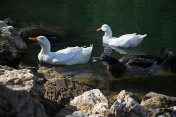 The ducks swimming on the ponds. Birds and animals in wildlife concept.