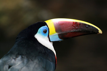 Tucan, Venezuela