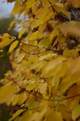 yellow leafs in fall bokeh