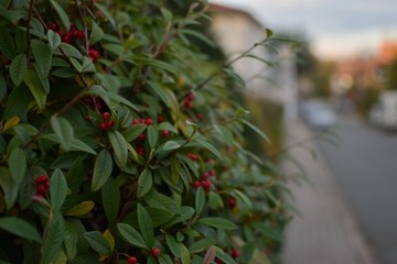 Bokeh of a bush with red fruits