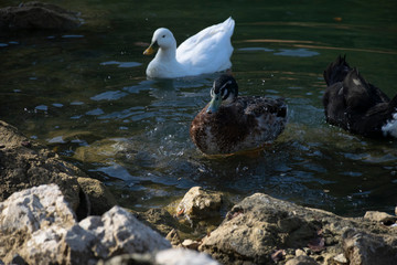 The ducks swimming on the ponds. Birds and animals in wildlife concept.