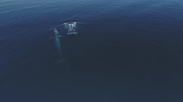 Aerial video of a finback whale on the sea of cortez, Mexico.