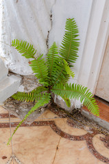Small Ostrich Fern Plant