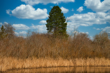 2020-02-28 A LONE EVERGREEN ABOVE THE MARSH GRASS IN BELLEVUE WASHINGTON