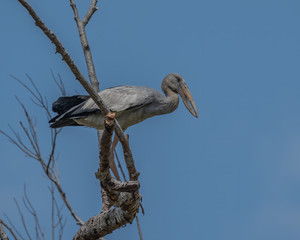 The Asian Openbill Stork (Anastomus oscitans) perched on a branch is a large wading bird in the stork family found mainly in the Indian subcontinent and Southeast Asia.