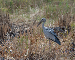 The Asian Openbill Stork (Anastomus oscitans) at paddy field is a large wading bird in the stork family found mainly in the Indian subcontinent and Southeast Asia.