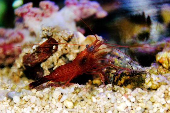 Red Peppermint Shrimp - Lysmata Wundermanni