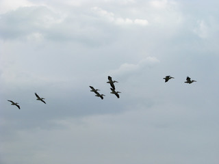 Pelicans in Flight