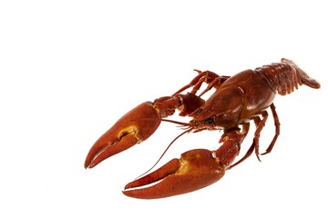 Close up view of crayfish isolated on white background. Beautiful healthy food background.