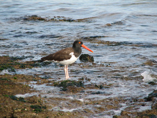American oystercatcher