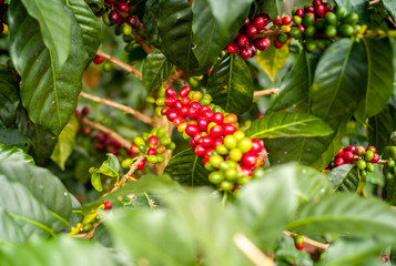 Red and Green Organic Coffee Fruits On Branches in Jardin, Antioquia / Colombia