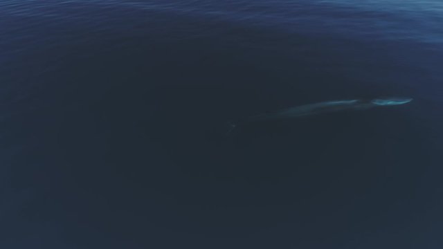 Aerial video of a finback whale on the sea of cortez, Mexico.