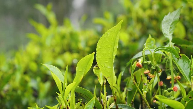 Closeup 4k video of beautiful tea plantation during rain in mountains