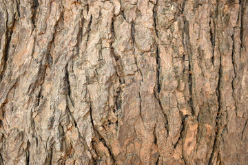 Dry Tree Bark Texture Close up Background Stock Photography Image