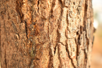 Dry Tree Bark Texture Close up Background Stock Photography Image