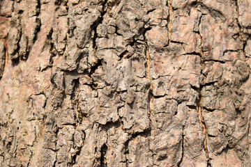 Dry Tree Bark Texture Close up Background Stock Photography Image