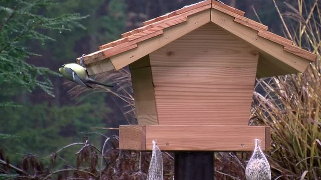 Blaumeisen und Kohlmeisen am Vogelh&auml;uschen