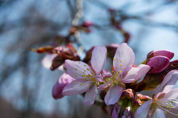 満開の桜の花