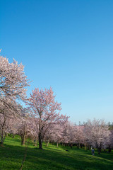 サクラが満開の春の公園
