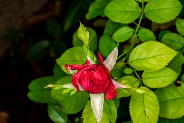 Red rose flower bloom on a black background