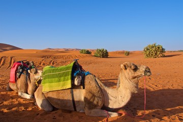 Fototapeta premium Camels getting ready for ride in Sahara Desert, Morocco