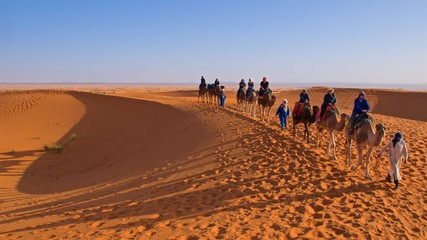 Fototapeta na wymiar A caravan of camels going on Sahara Desert in Morocco