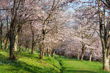サクラが満開の春の公園