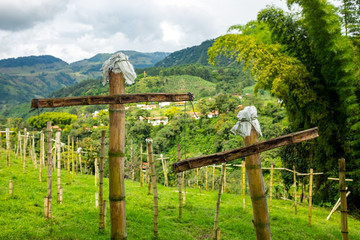 Clandestine Cemetery on a Green Hill full of Crosses with Bamboo Sticks in Jardin, Antioquia...
