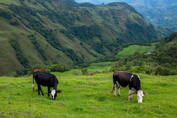 Green Hills full of Pasture for Cattle in Antioquia / Colombia