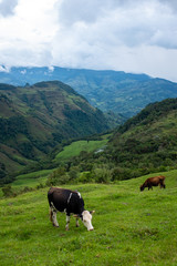 Fototapeta na wymiar Green Hills full of Pasture for Cattle in Antioquia / Colombia