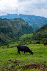 Cow Grazing Fields in Jardin, Antioquia / Colombia