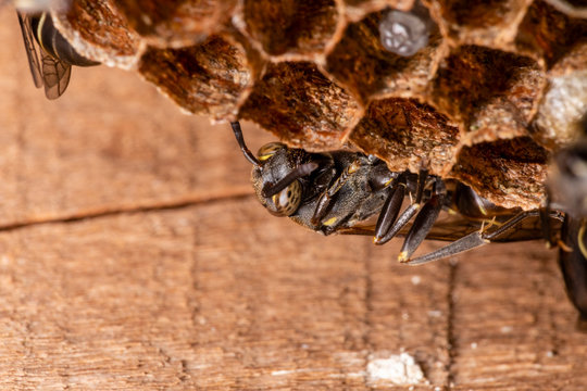 Wasp nest Polybia paulista, bee.