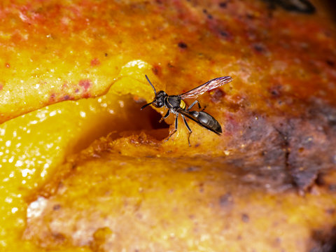 Wasp Polybia paulista eating mango